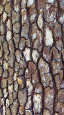One of the endless variations of texture in tree bark