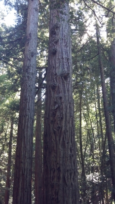 The big redwoods of Steep Ravine Trail